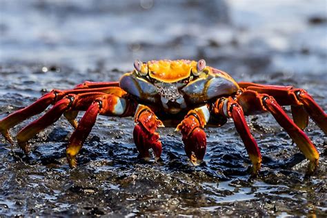 Youll want to cross-reference the length of the answers below with the required length in the crossword puzzle you are working on for the correct answer. . Cranky crustacean nyt
